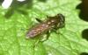 Xylota sp.